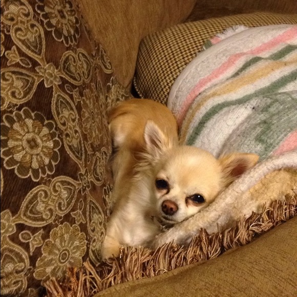 Meet your Posher, Lisa - Picture 5 of 7